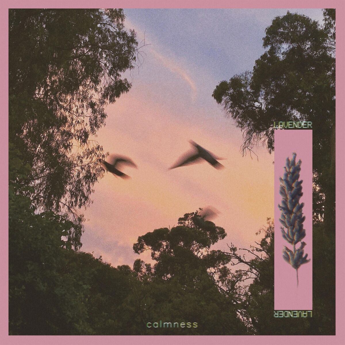 Album cover of Lavender