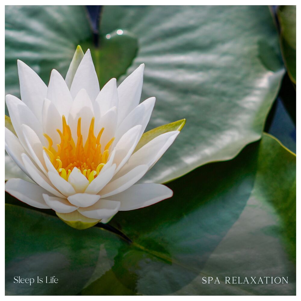 Picture of Spa Relaxation