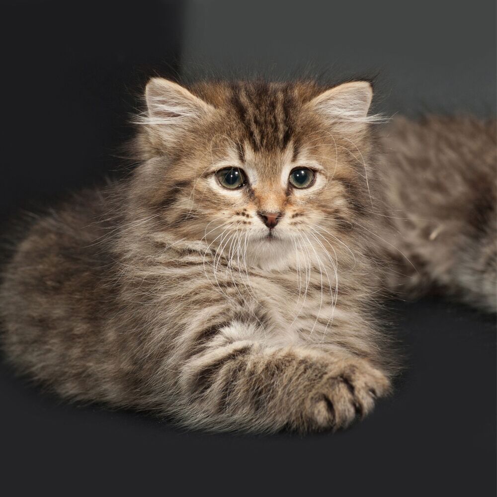 Picture of Rainy Relaxation Rhythms for Cats' Serenity