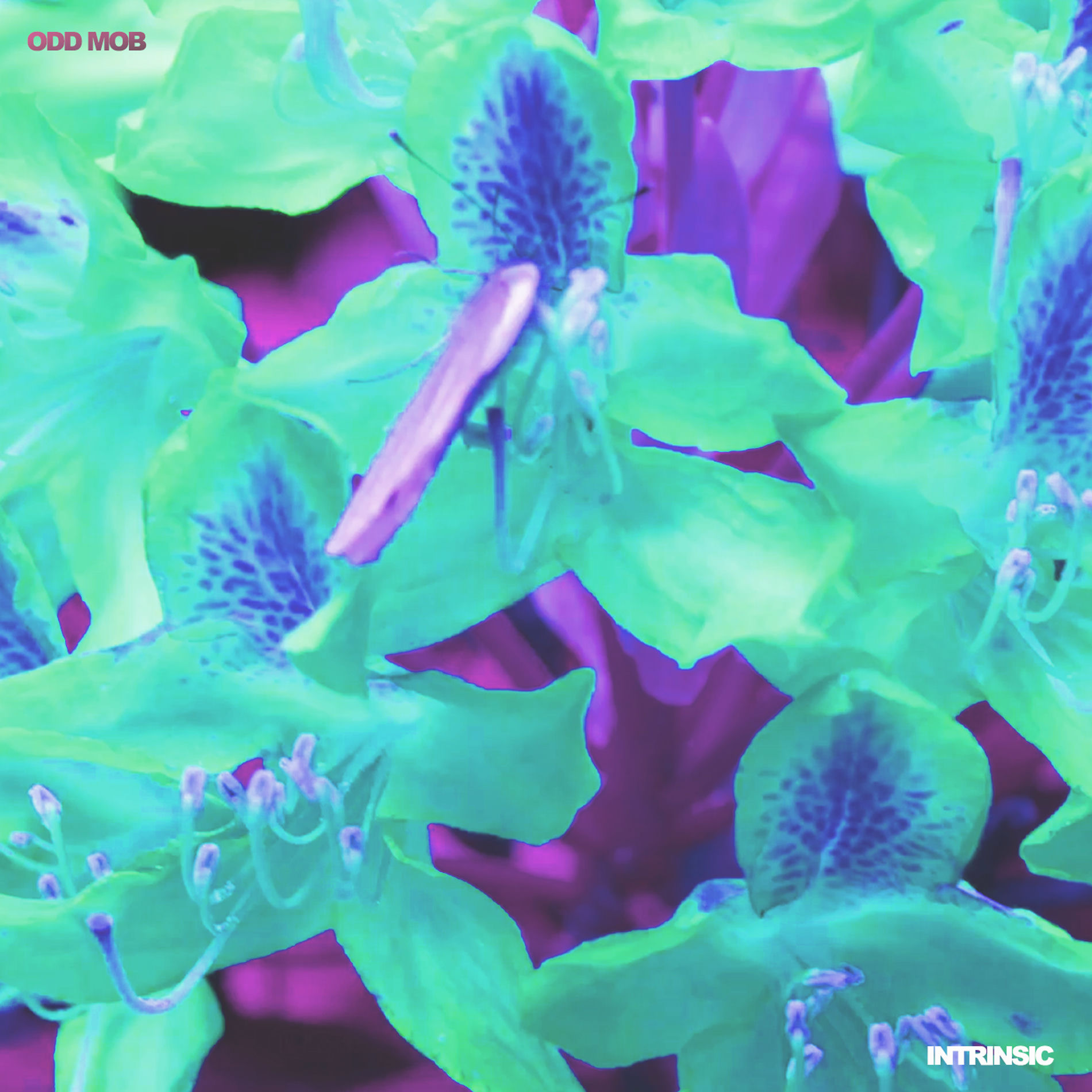Album cover of Intrinsic