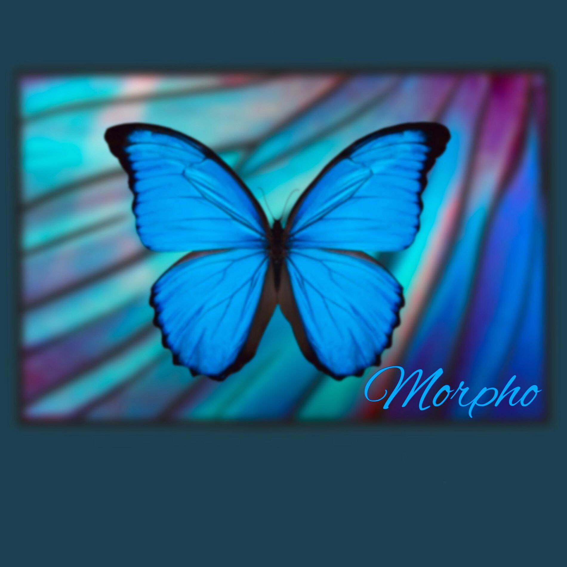 Album cover of Morpho
