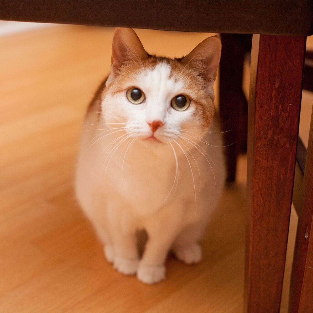Picture of Meow Cadence: Jazz Piano for Curious Cats