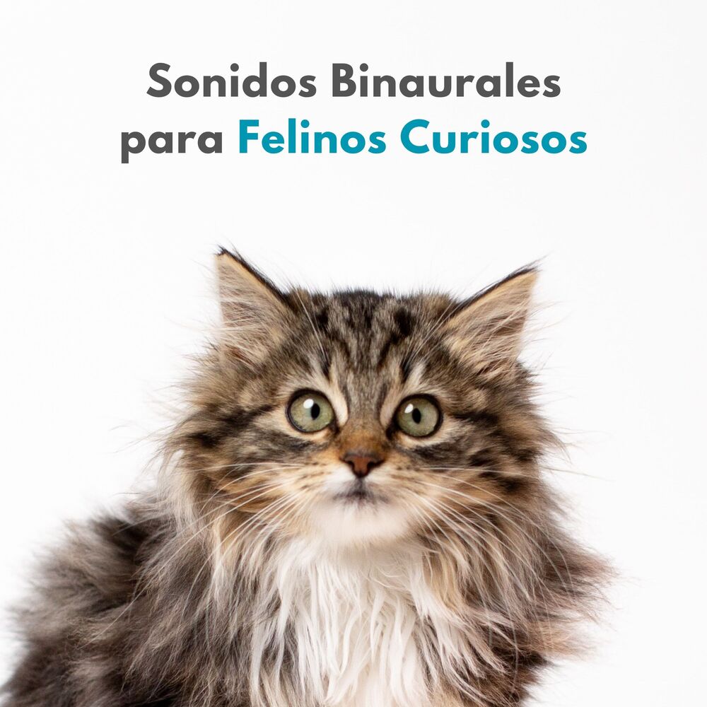 Picture of Sonidos Binaurales Para Felinos Curiosos