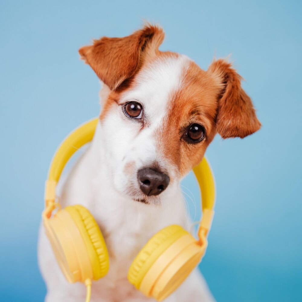 Picture of Ambient Music Dog: Echoes of Bliss