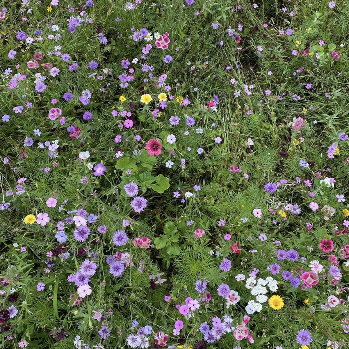 Album cover of Psychedelia