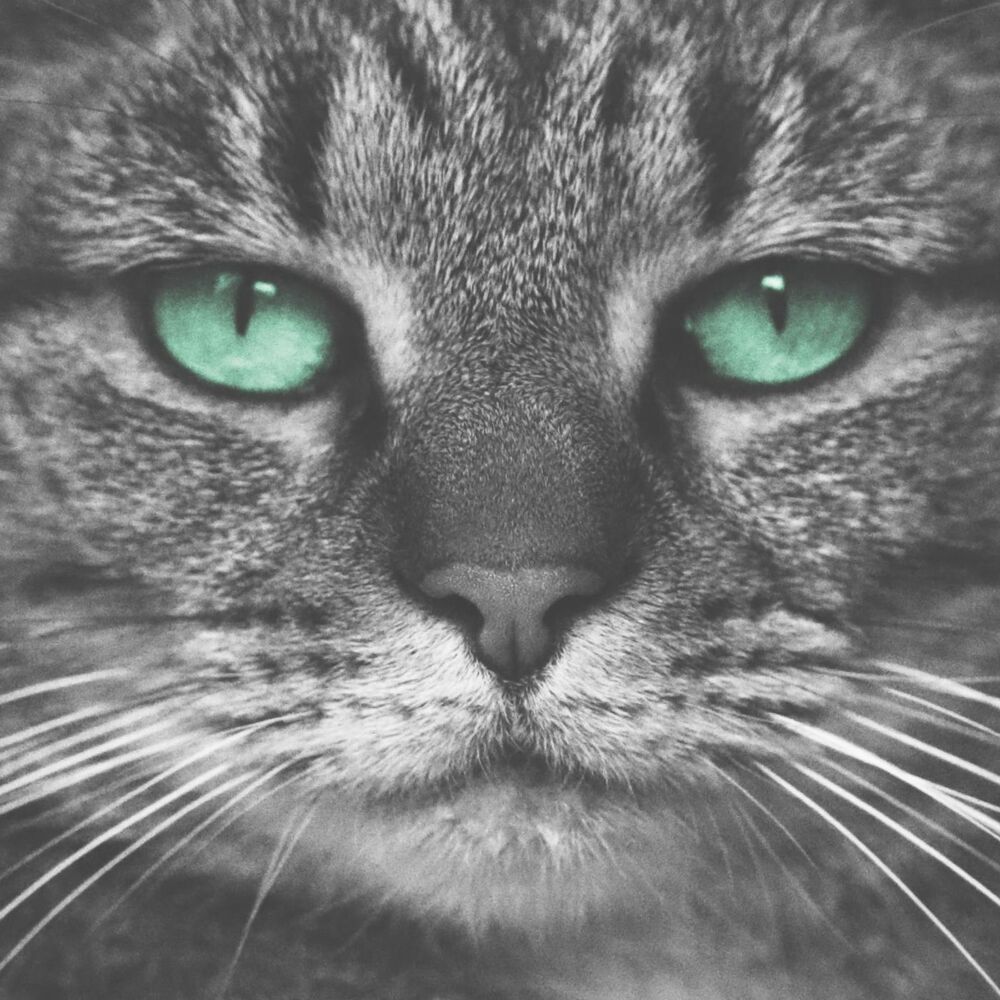 Picture of Kitty
