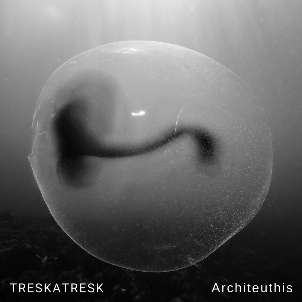 Picture of Architeuthis