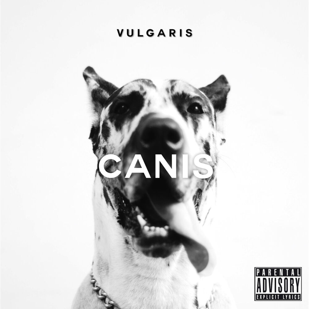Picture of Vulgaris