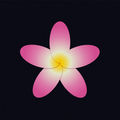 Flor de Mayo