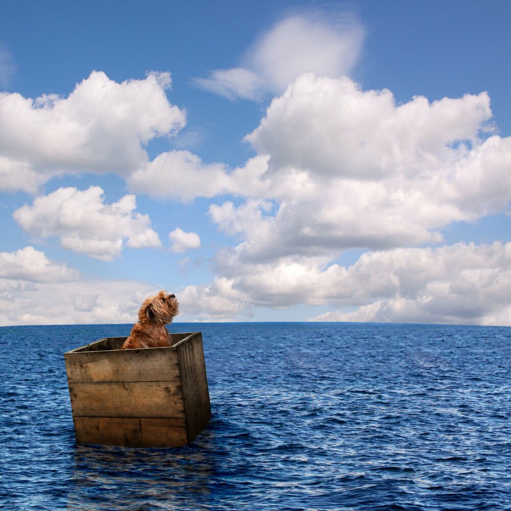 Picture of Aquatic Paws and Claws: Ocean Music for Pets