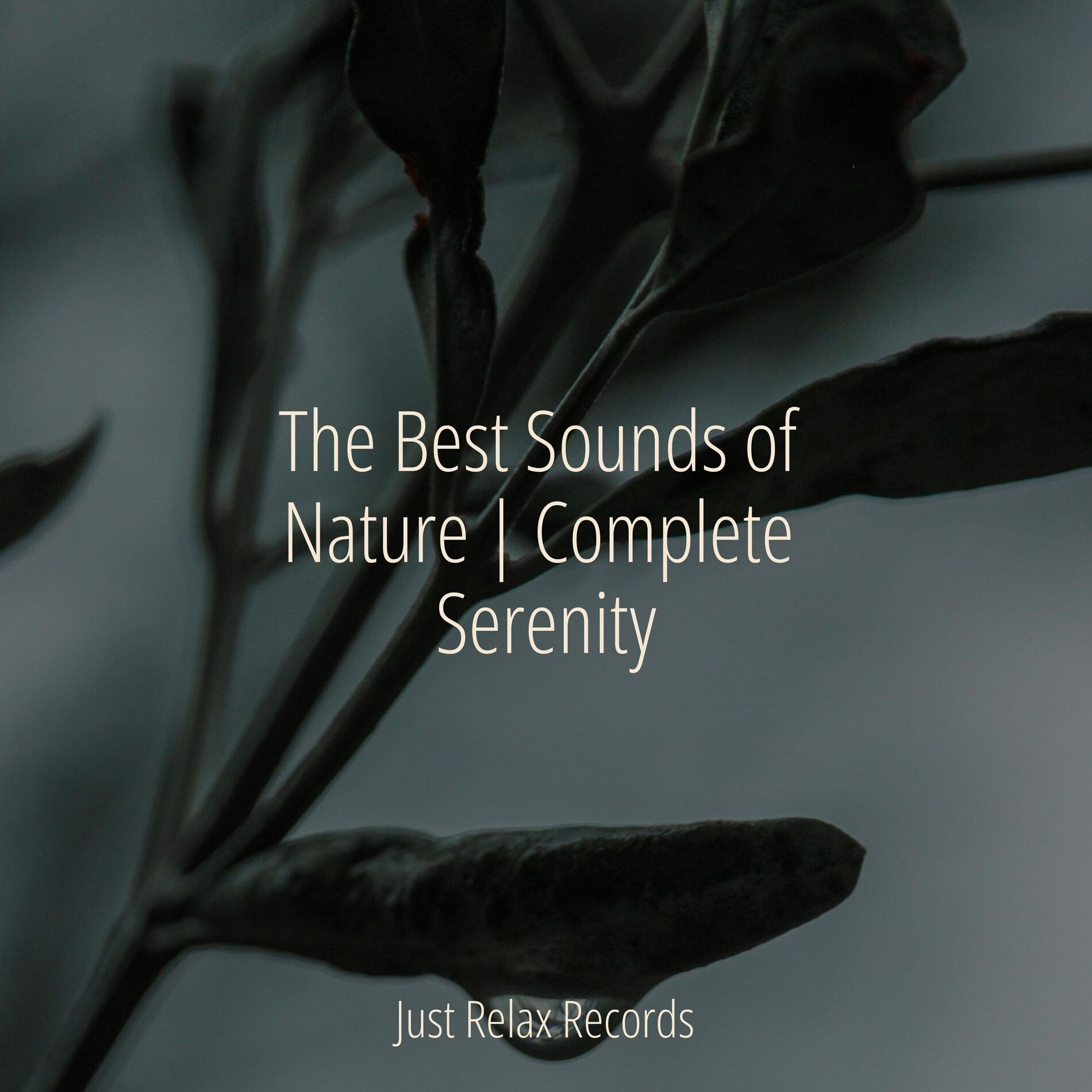 Album cover of The Best Sounds of Nature | Complete Serenity