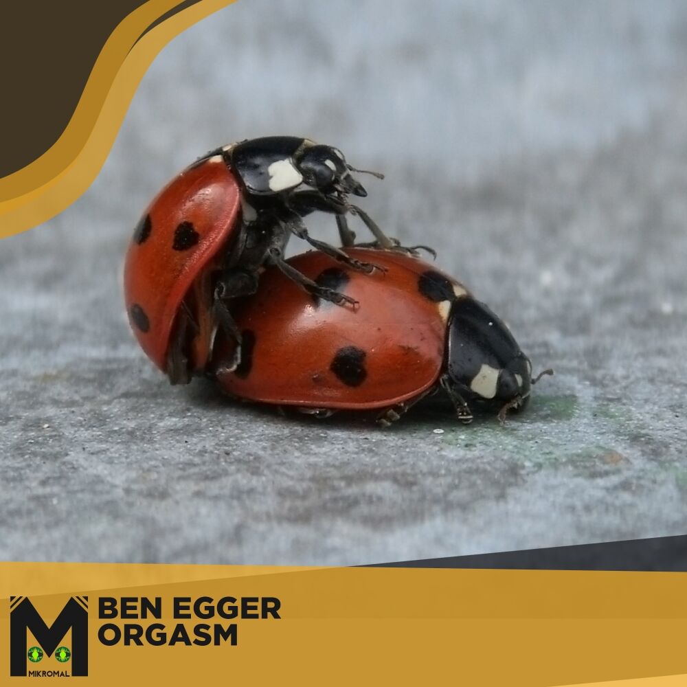 Picture of Orgasm
