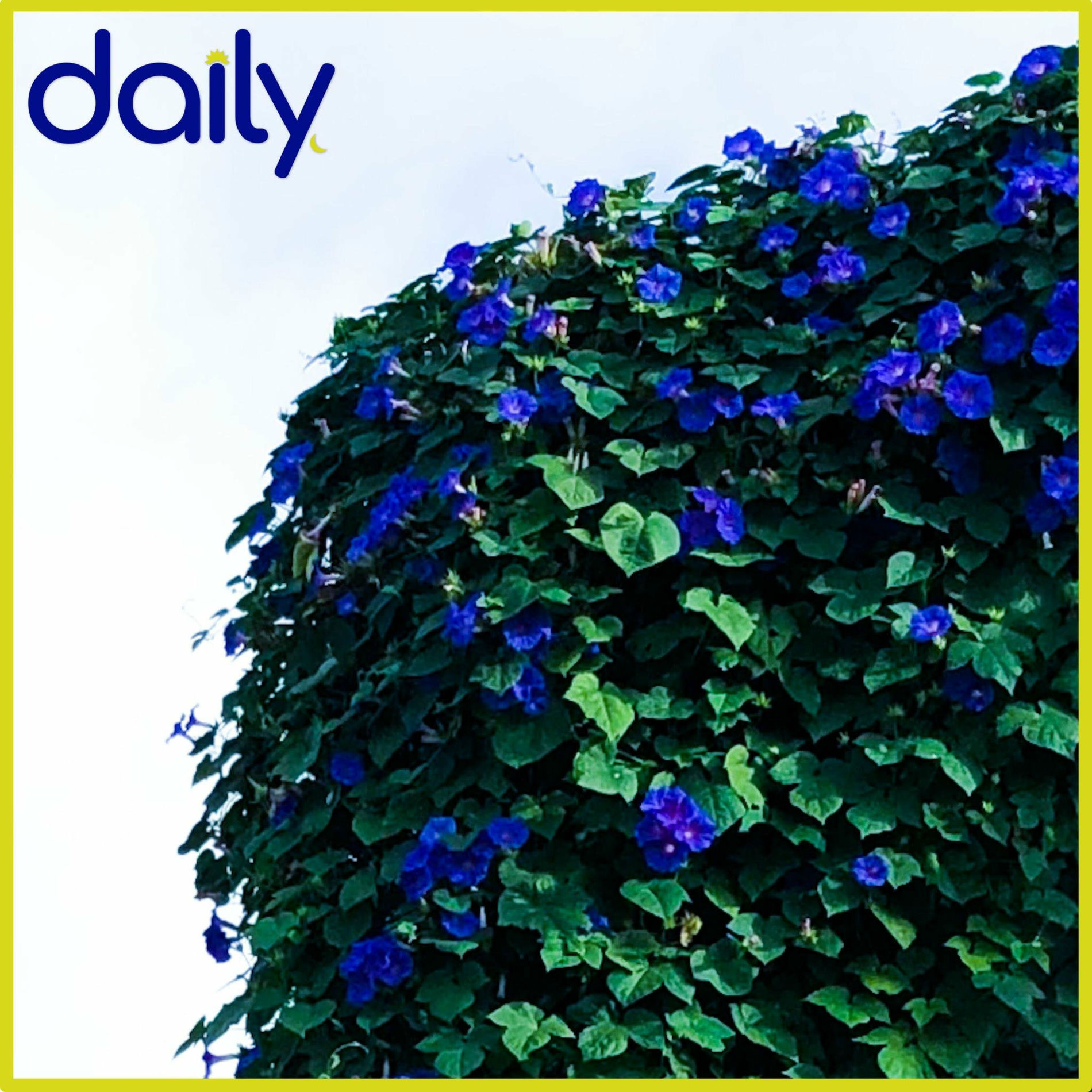 Album cover of Really 4 U (feat. huey)