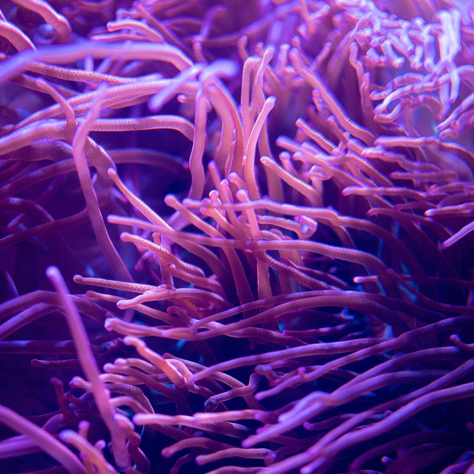 Album cover of oceanid