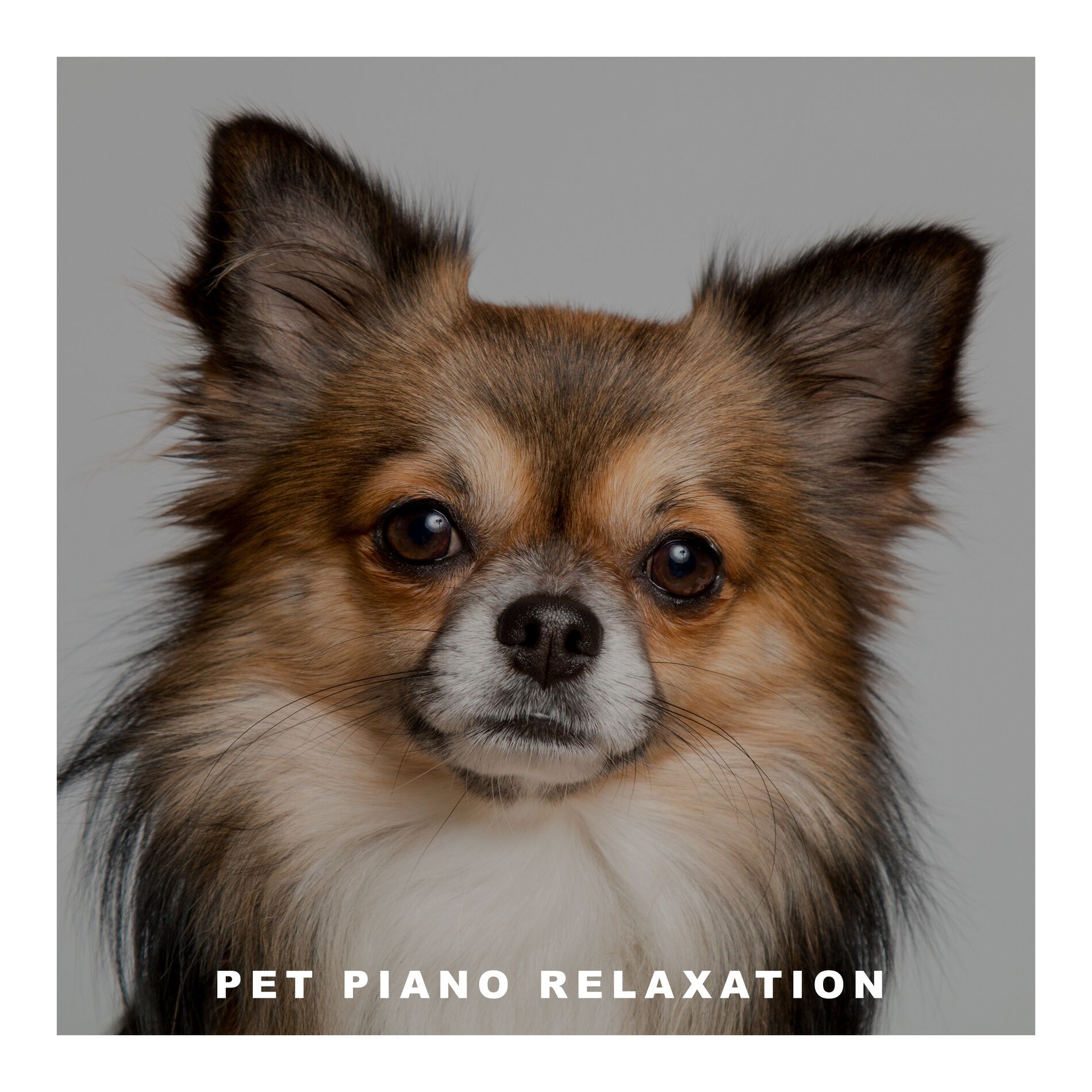 Album cover of Pet Piano Relaxation