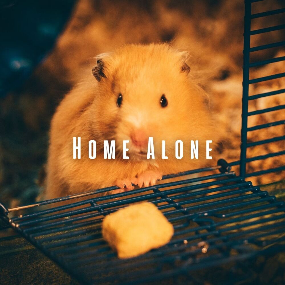 Picture of Home Alone: Pets' Chill Music Comfort