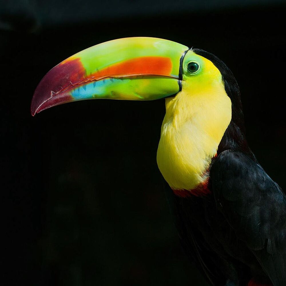 Picture of Ritualet