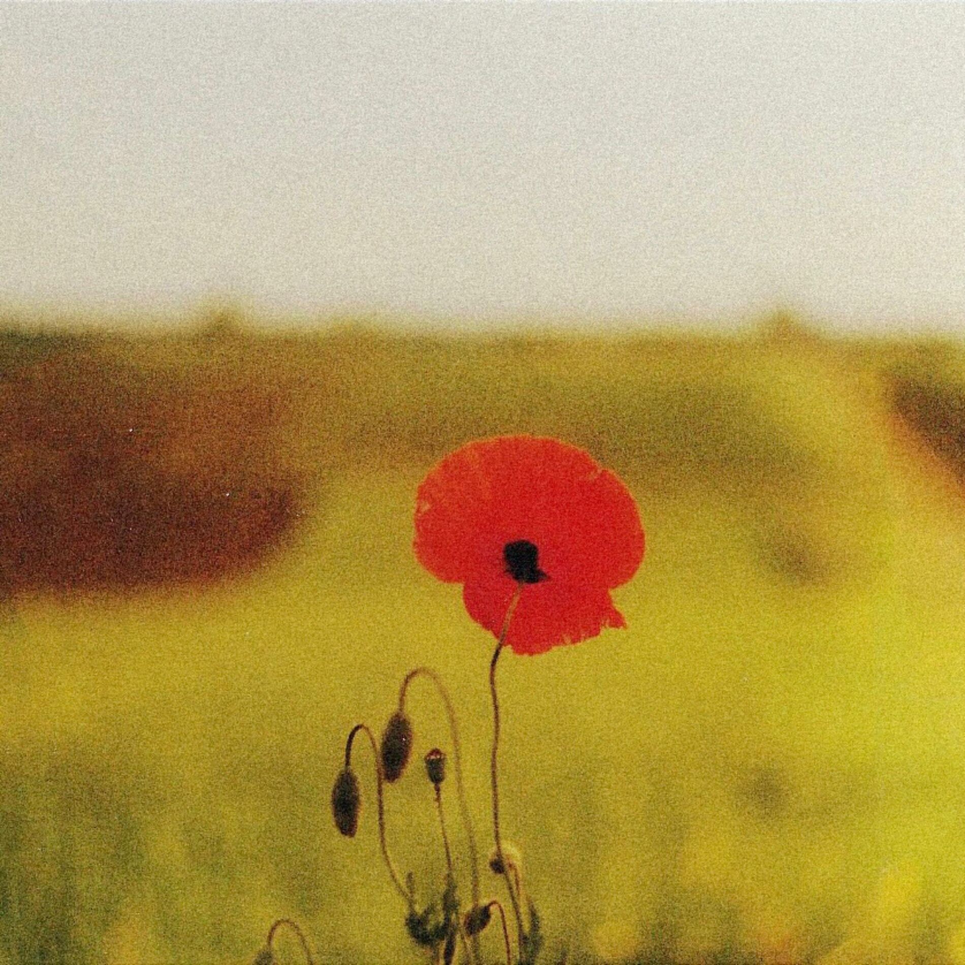 Album cover of Die Freiheit ist ein zartes Pflänzchen (Original Soundtrack)