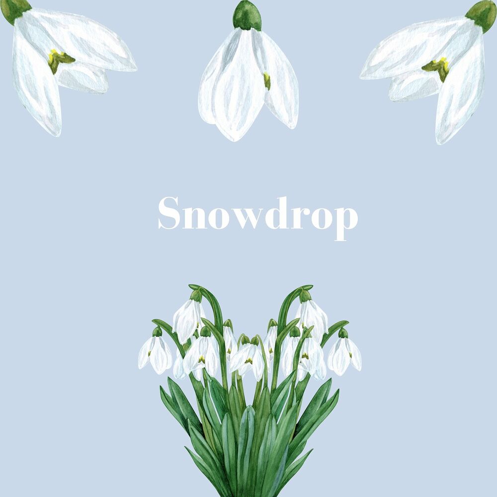 Picture of Snowdrop