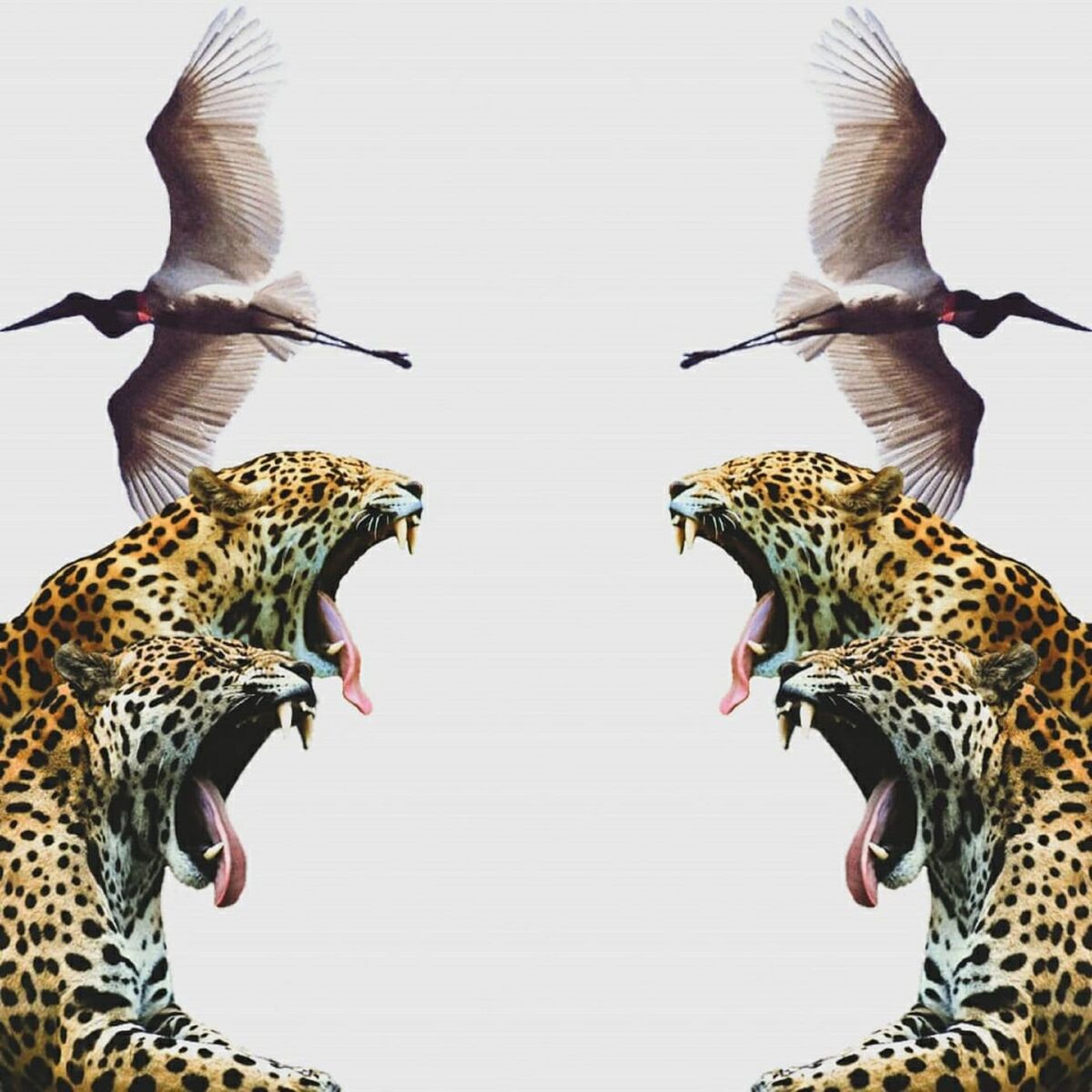 Album cover of Catinga