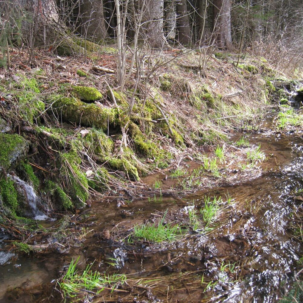 Picture of Cherry Ridge Wild Forest