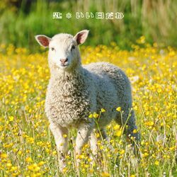 Cover of Iihidane