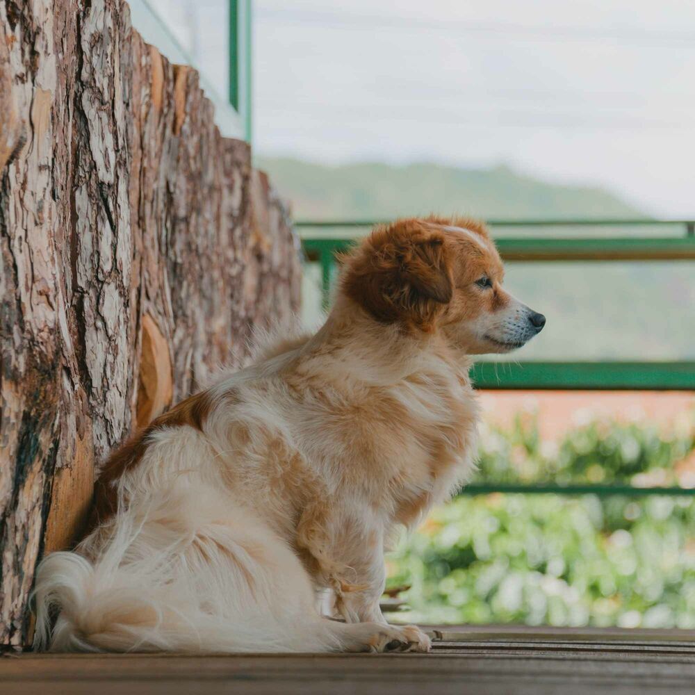 Picture of Breathtaking Music for Resting Hound - Alto Sax
