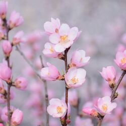 Cover of blooming