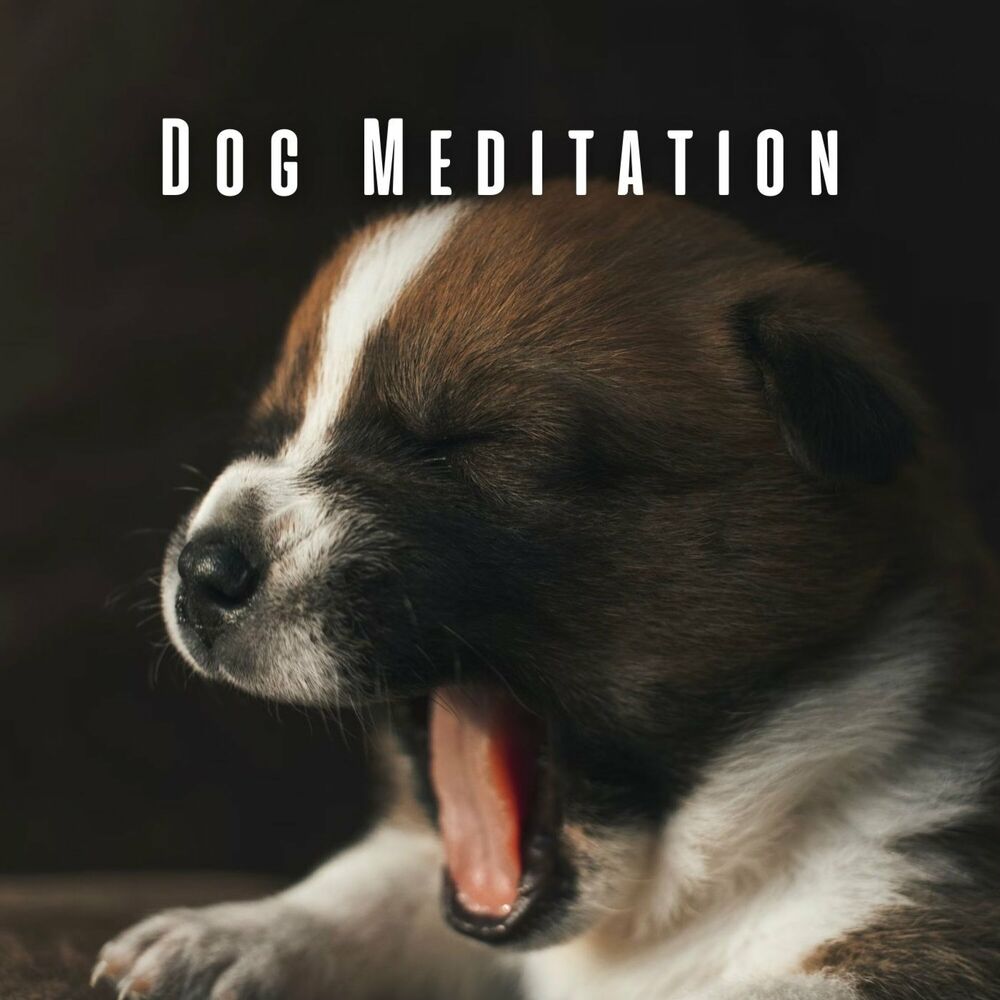 Picture of Dog Meditation: Theta Waves and Binaural Rain for Canine Serenity