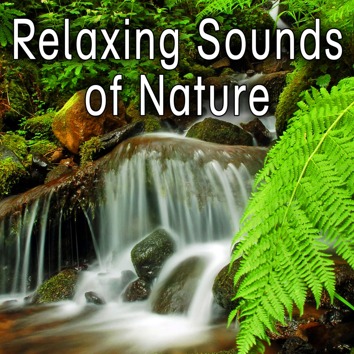 Album cover of South America Morning Jungle Ambience