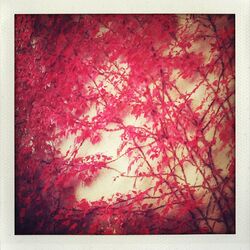Cover of Autumn, Baby