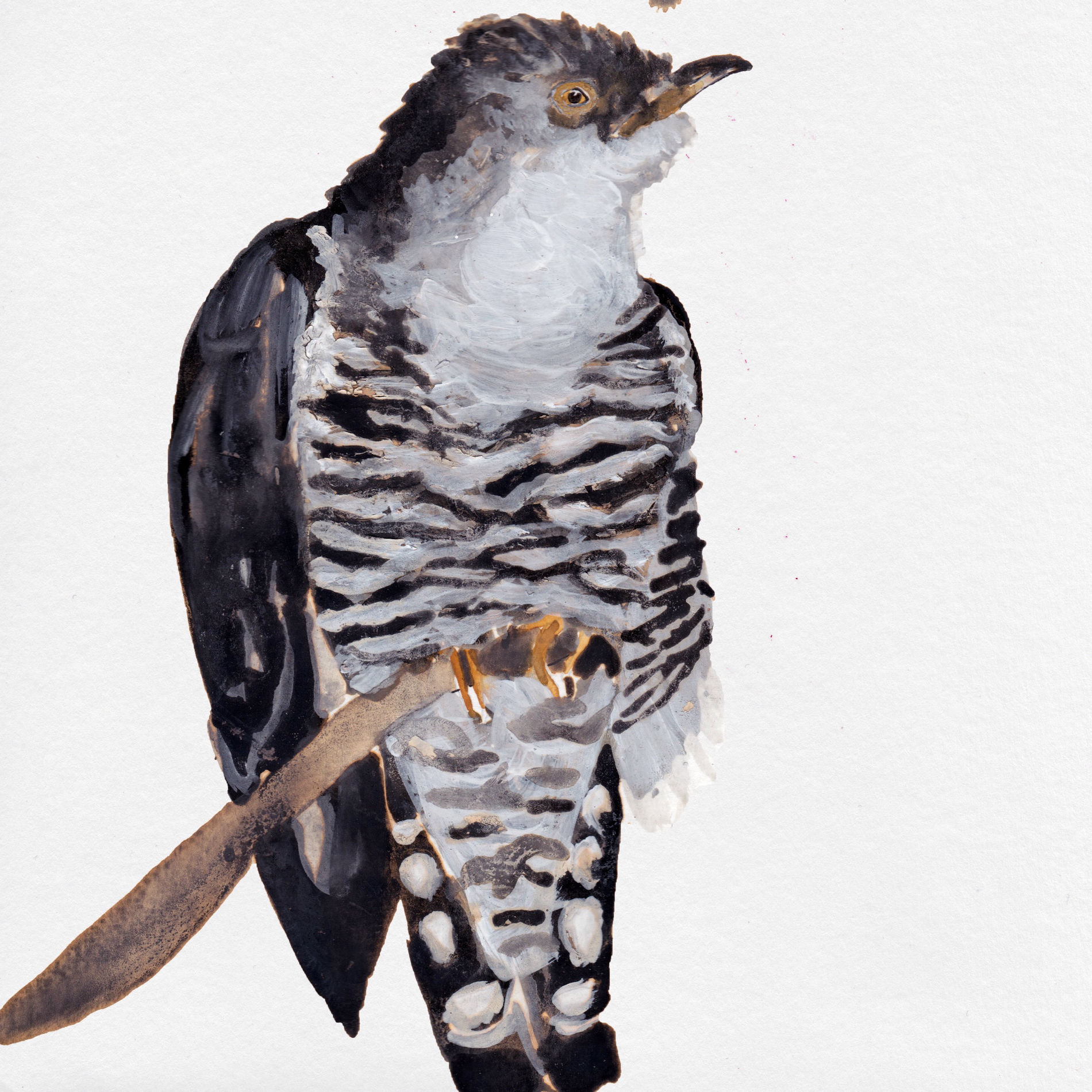 Album cover of Cuckoo Song