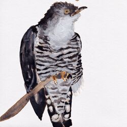 Cover of Cuckoo Song