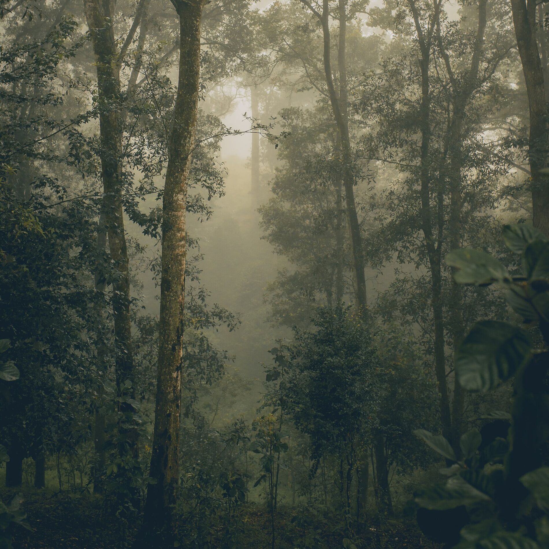 Album cover of Light and Shade