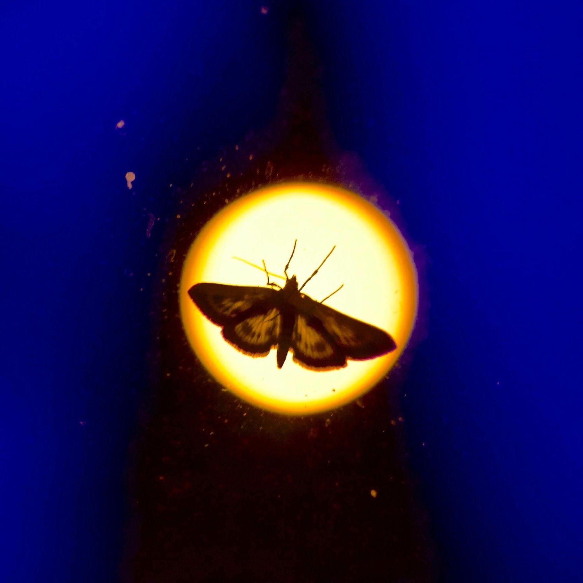 Album cover of Moth to a Light