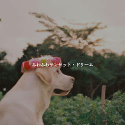 Cover of ふわふわサンセット・ドリーム by undefined
