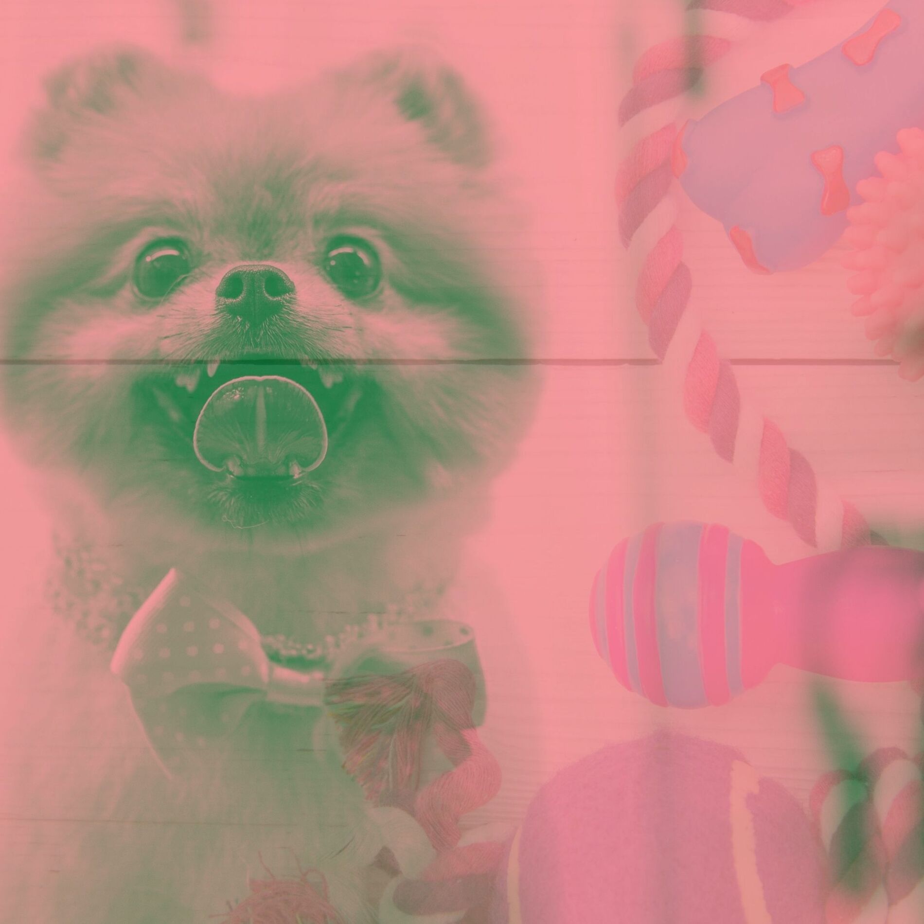 Album cover of Bossa Nova - Music for Sleeping Dogs