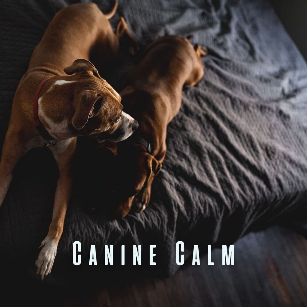 Picture of Canine Calm: Serene Sounds for Relaxing Dogs
