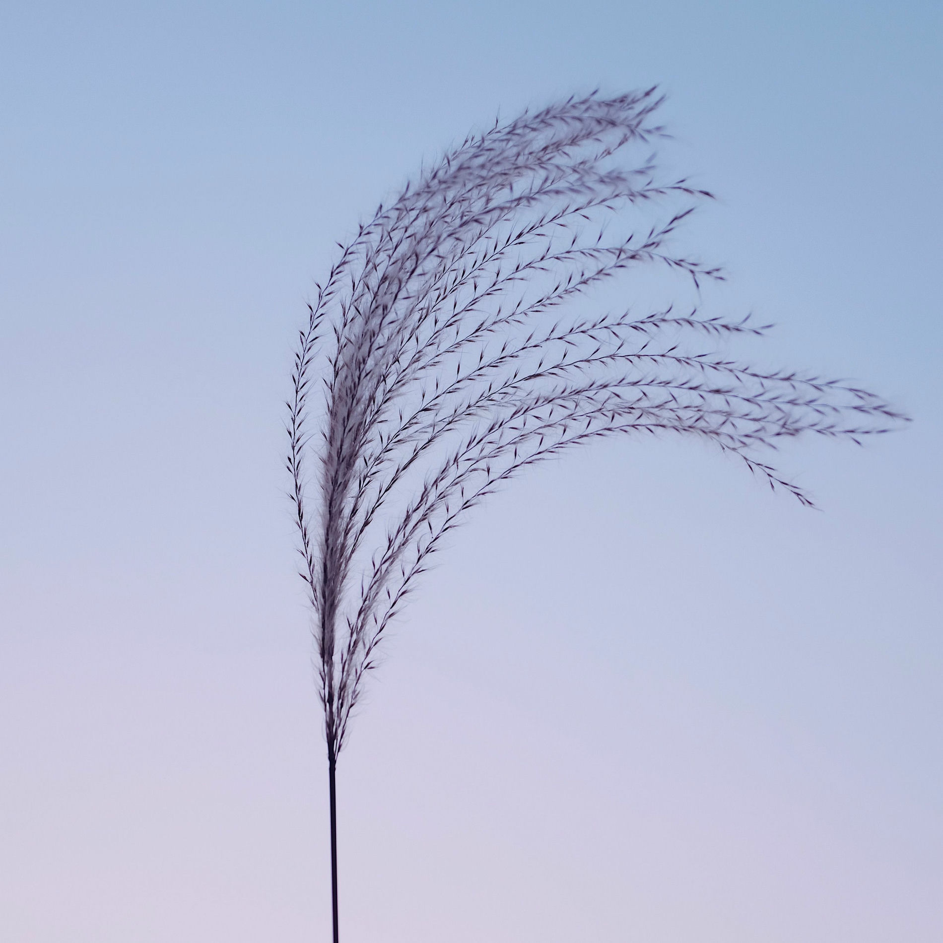 Album cover of Windshift