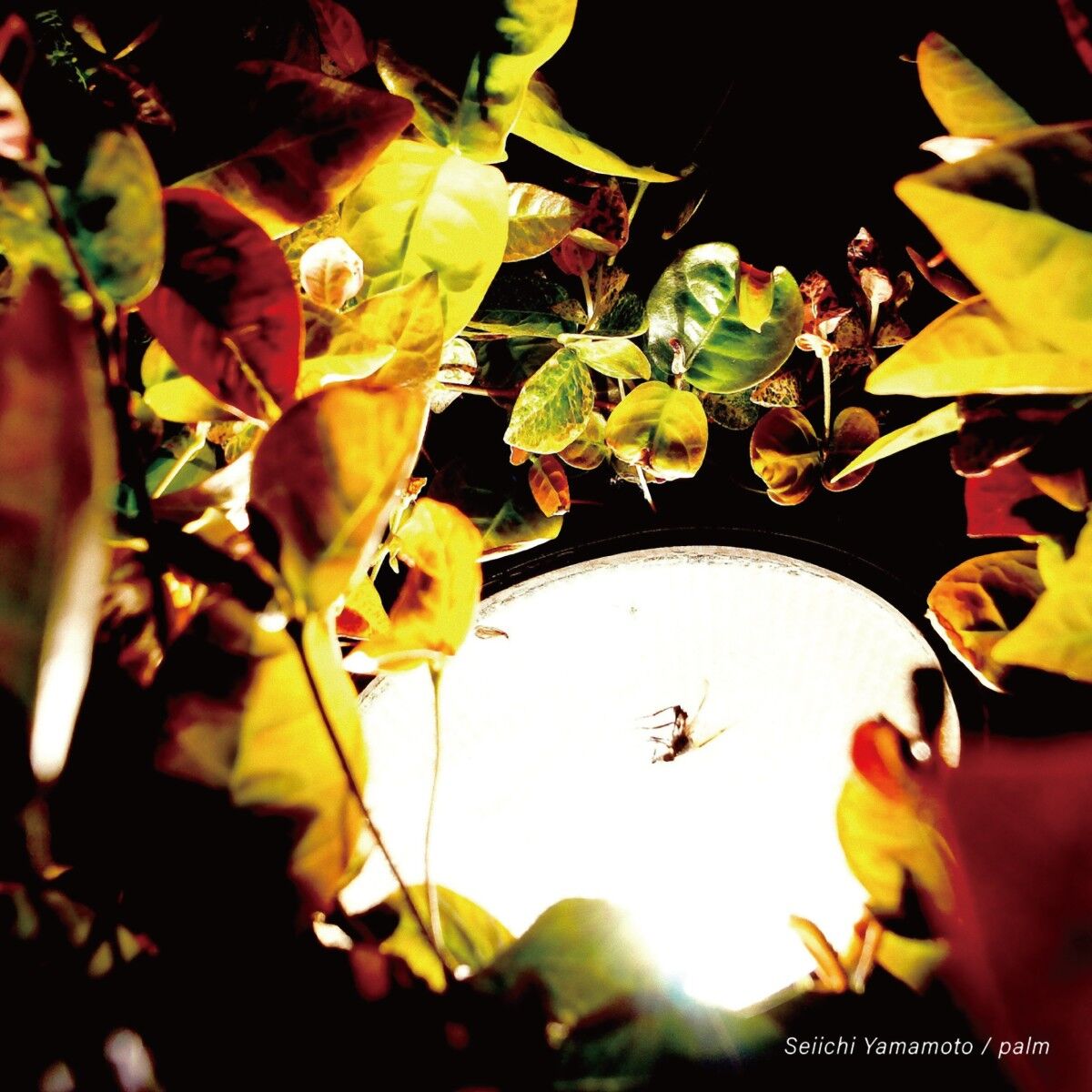 Album cover of Palm