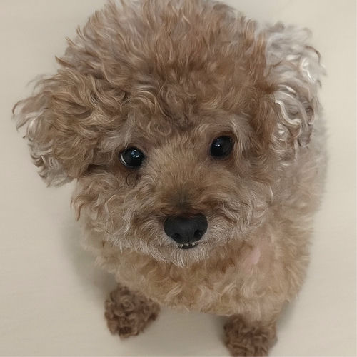 Choo Seung Youp – Dog Walk – Single