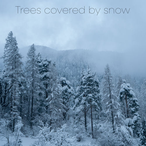 Trees Covered by Snow