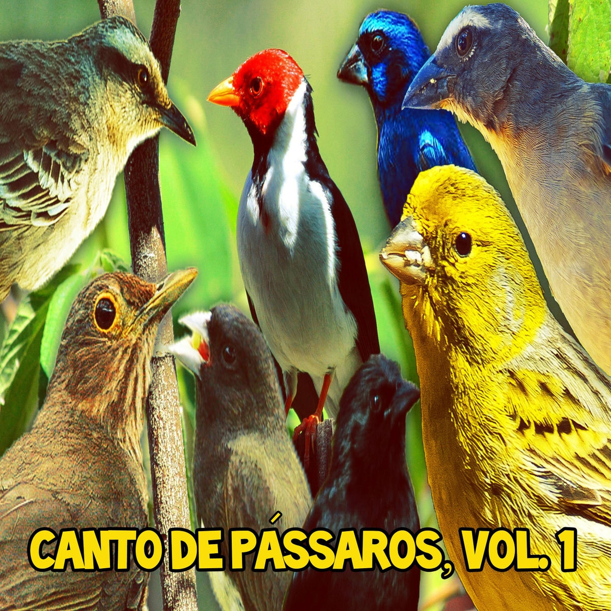 Album picture of Canto de Pássaros, Vol. 1