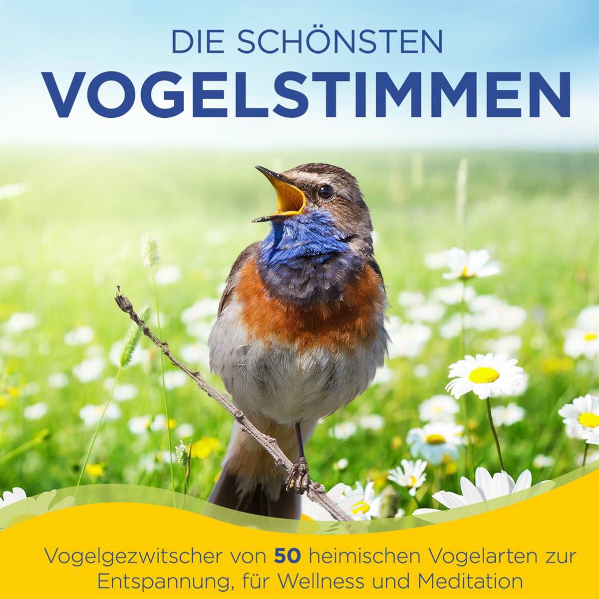 Album cover of Die schönsten Vogelstimmen - Vogelgezwitscher von 50 heimischen Vogelarten zur Entspannung, für Wellness und Meditation - Der Klan