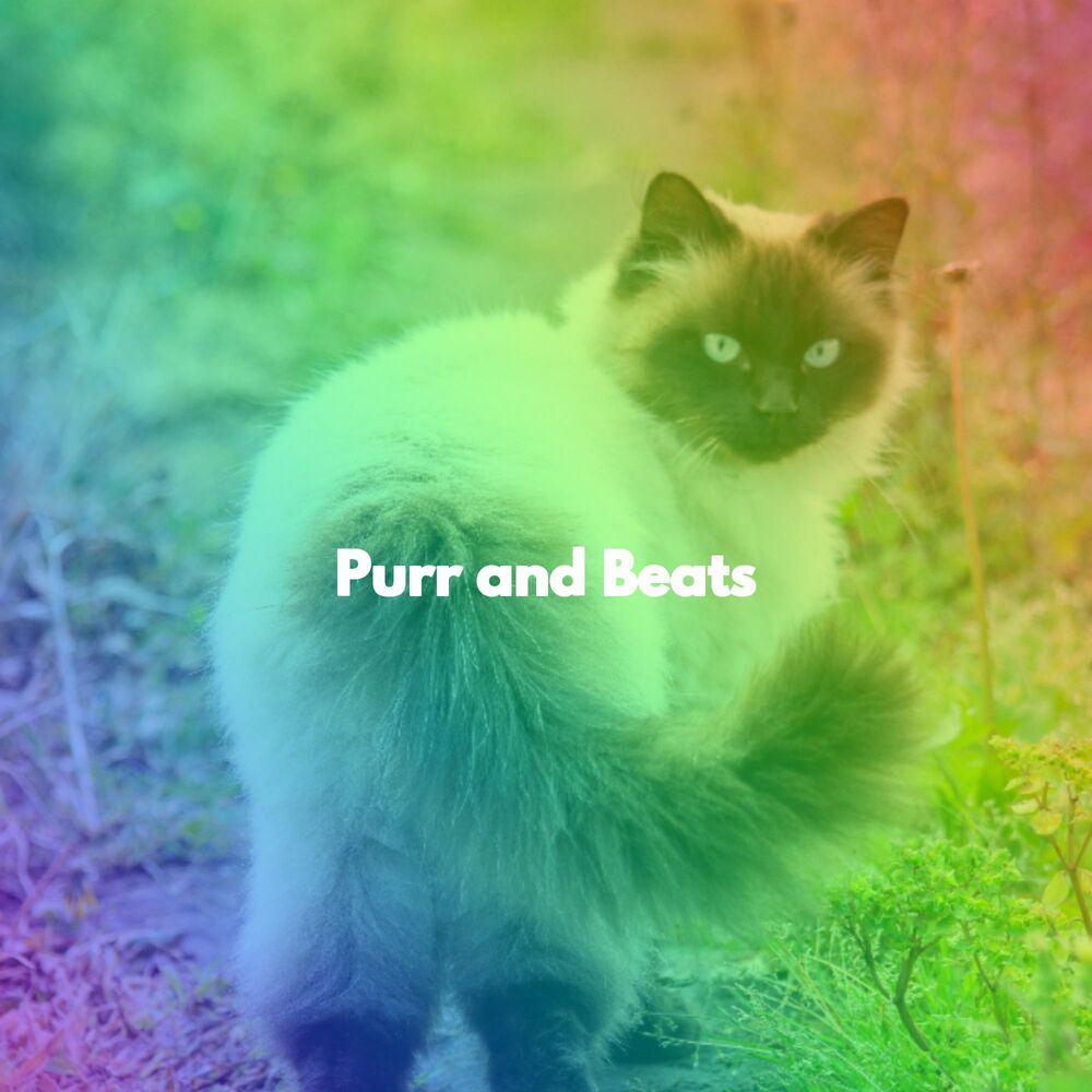 Picture of Purr and Beats
