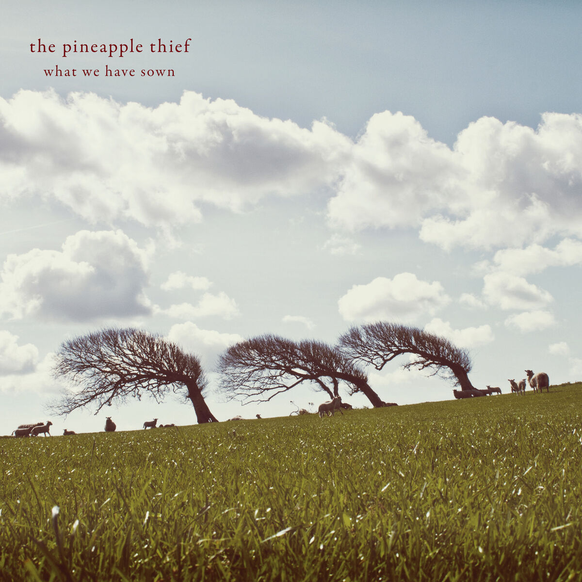 Album cover of What Have We Sown?