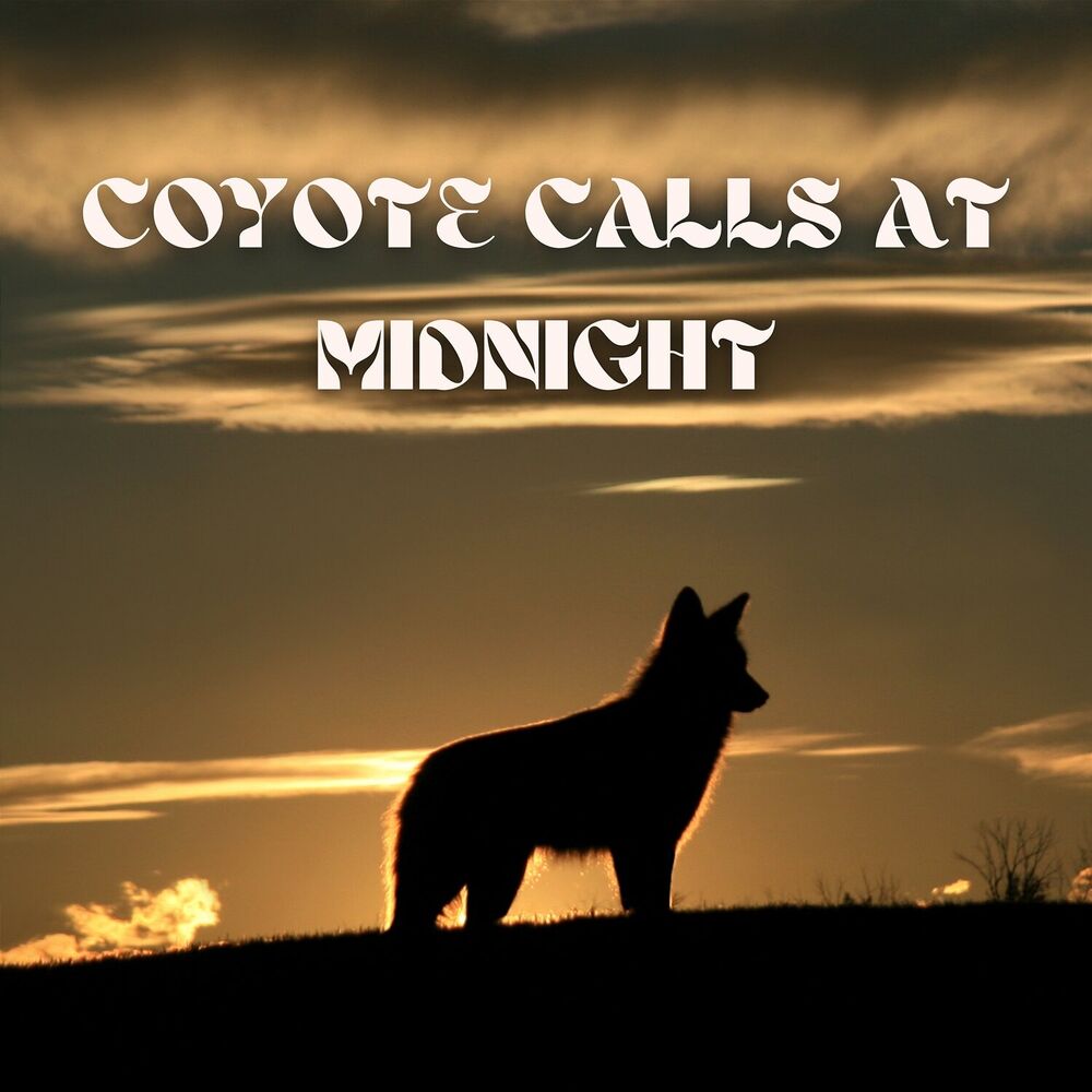 Picture of Coyote Calls at Midnight