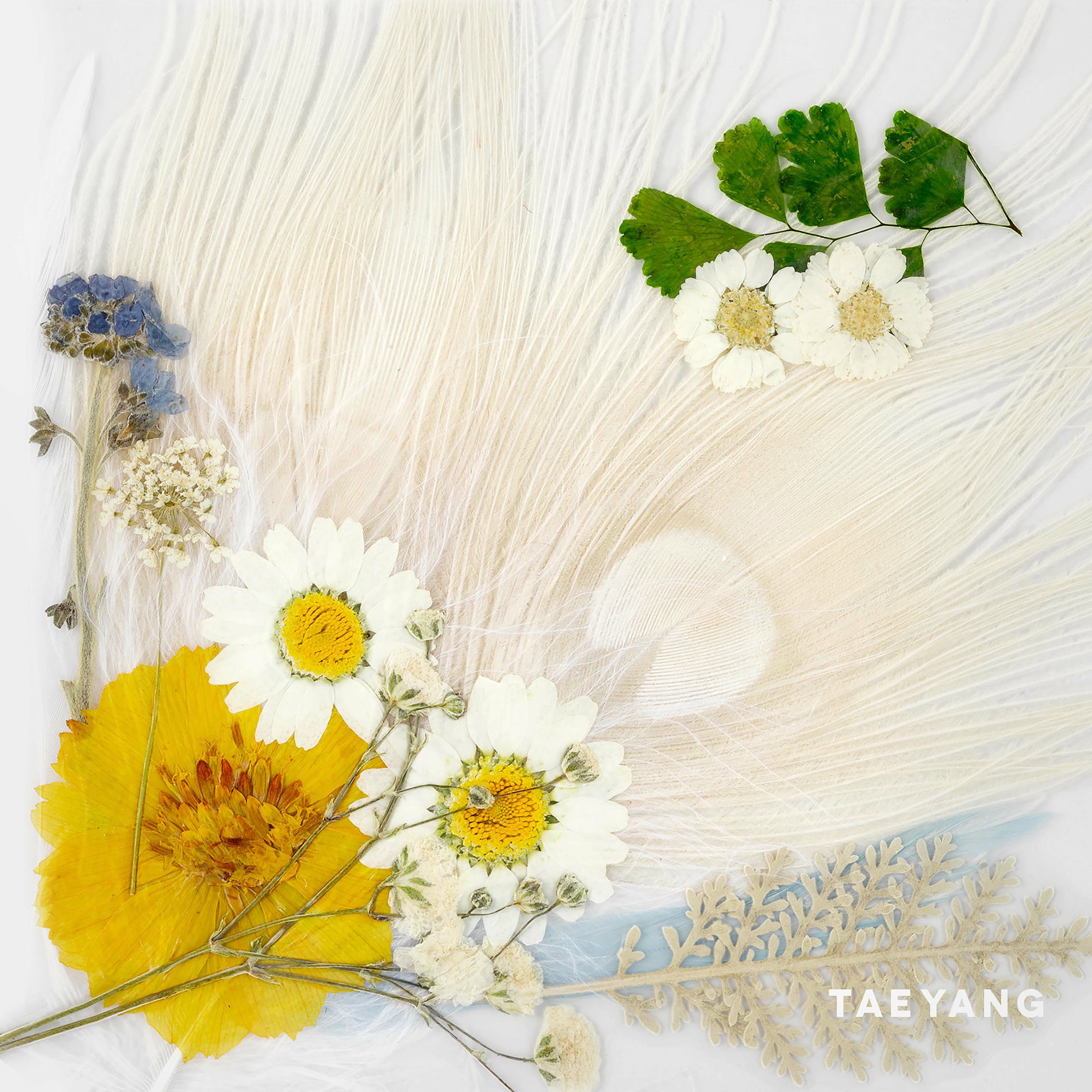 Album cover of WHITE NIGHT