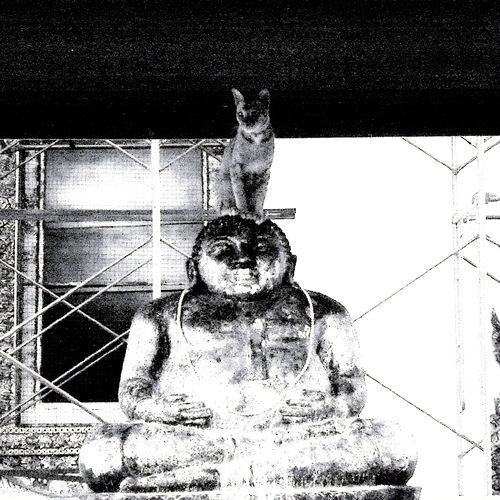 siam cat tower