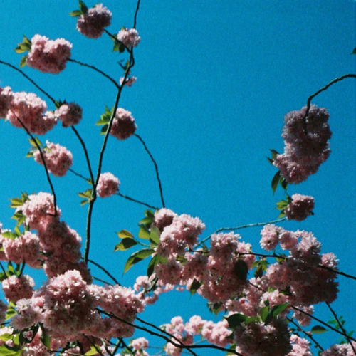 Flowers artwork